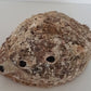 Abeloneskal