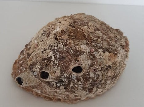 Abaloneskal - Snart på lager