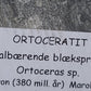 Ortoceratit - Orthoceras