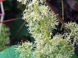 Vine/Vinranke
