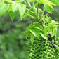 Walnut/Valnød