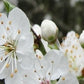 Cherry Plum/ Kirsebærblomme