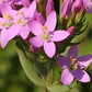 Centaury/Tusindgylden