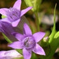 Gentian/Ensian