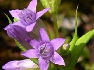 Gentian/Ensian