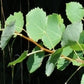 Aspen/Bæverasp
