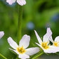 Water Violet/ Vandrøllike