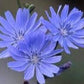 Chicory/Cikorie