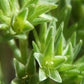 Scleranthus/Knavel
