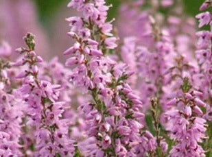 Heather/Lyng