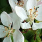 Crab Apple/Sødæble
