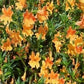 Mimulus/Abeblomst