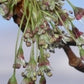 Elm/Elm